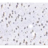 SCF Antibody