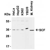 SCF Antibody