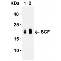 SCF Antibody