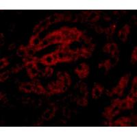 HAAO Antibody