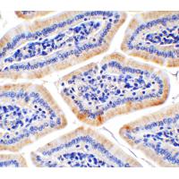 HAAO Antibody