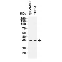 CCDC69 Antibody