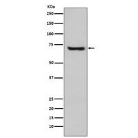 HspA2 Rabbit mAb