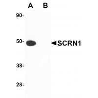 SCRN1 Antibody