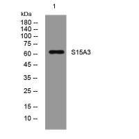 S15A3 rabbit pAb