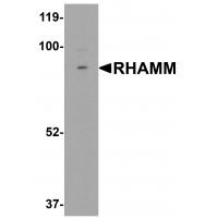 RHAMM Antibody