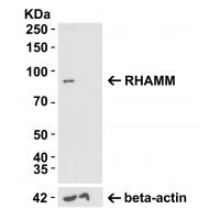 RHAMM Antibody