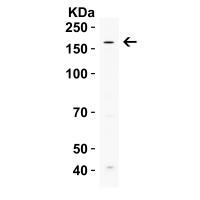 UHRF1BP1 Antibody