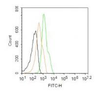 CX3CR1 Antibody FITC Conjugated