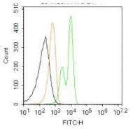 CX3CR1 Antibody FITC Conjugated