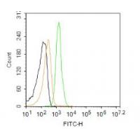 CX3CR1 Antibody FITC Conjugated