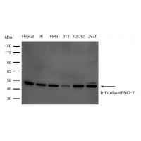 b-Enolase(ENO-3) Antibody