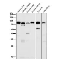 Alkaline Phosphatase Rabbit mAb