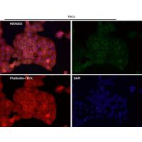 Alkaline Phosphatase Rabbit mAb