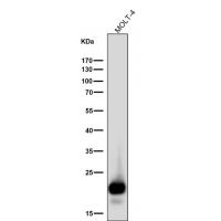 CD3D Rabbit mAb