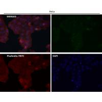 CD3D Rabbit mAb