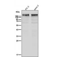 Dysferlin Rabbit mAb