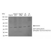 AKT1/AKT2/AKT3(phospho-Tyr315/316/312) Antibody