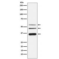 Legumain Rabbit mAb