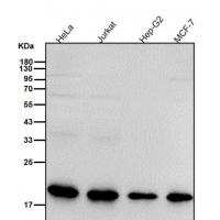 Superoxide Dismutase 1 Rabbit mAb