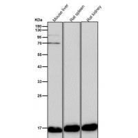 Superoxide Dismutase 1 Rabbit mAb