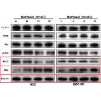 Bax Rabbit mAb