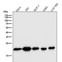 Bax Rabbit mAb