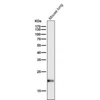 Bax Rabbit mAb