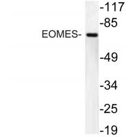 EOMES Polyclonal Antibody