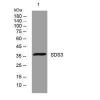 SDS3 rabbit pAb