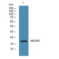 MFAP5 Polyclonal Antibody