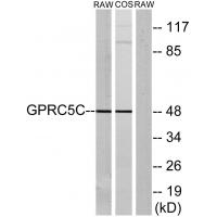 GPRC5C Polyclonal Antibody