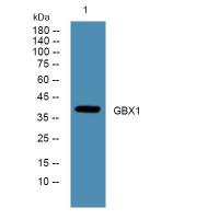 GBX1 Polyclonal Antibody