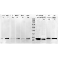 BCL2 Antibody