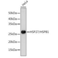 HSPB1 Antibody