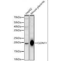 CLDN11 Antibody