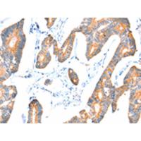 VANGL1 Antibody