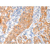 VANGL1 Antibody