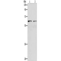 VANGL1 Antibody