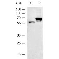 SLC2A12 Antibody