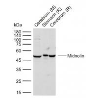 MIDN Antibody