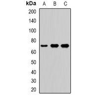 VANGL2 Antibody