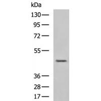 GAPDHS Antibody