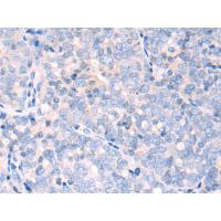 NPR2 Antibody