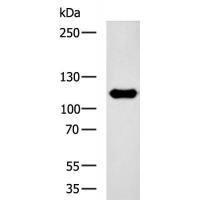 NPR2 Antibody