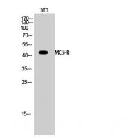 MC5R antibody