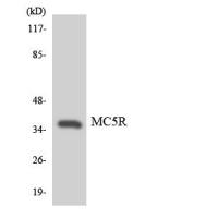 MC5R antibody