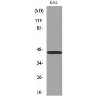 CD177 antibody