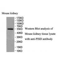 PISD Antibody