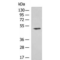 TRIM14 Antibody